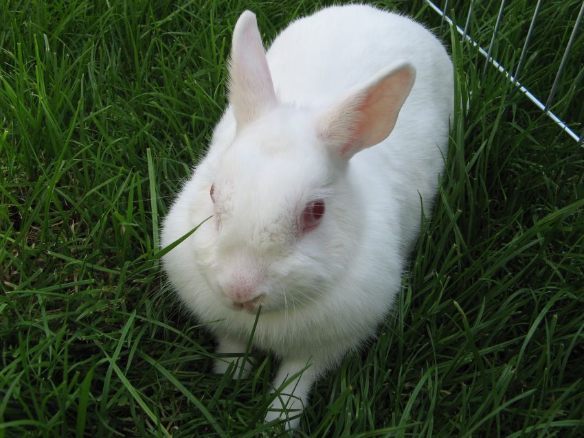 weißes Kaninchen