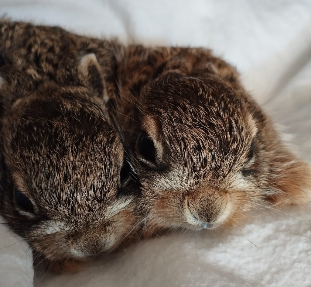 Wildhase Nierstein