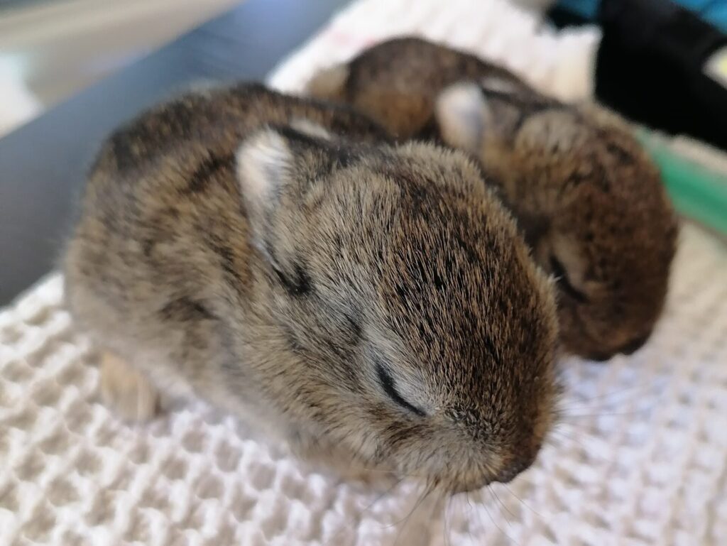 Wildkaninchen