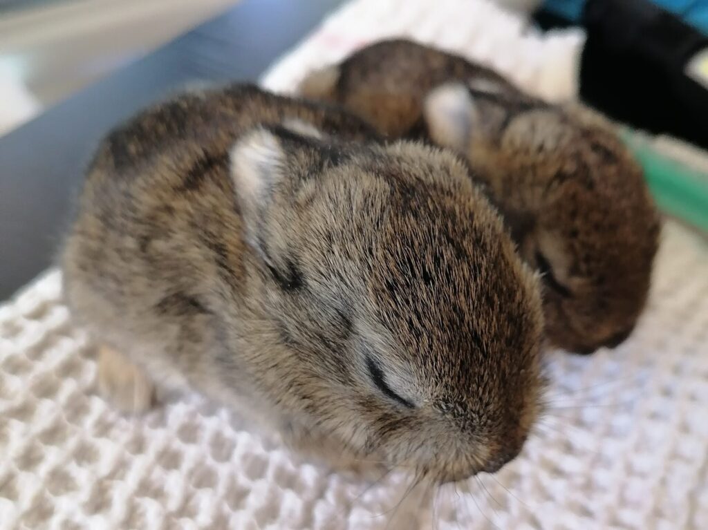 Wildkaninchen