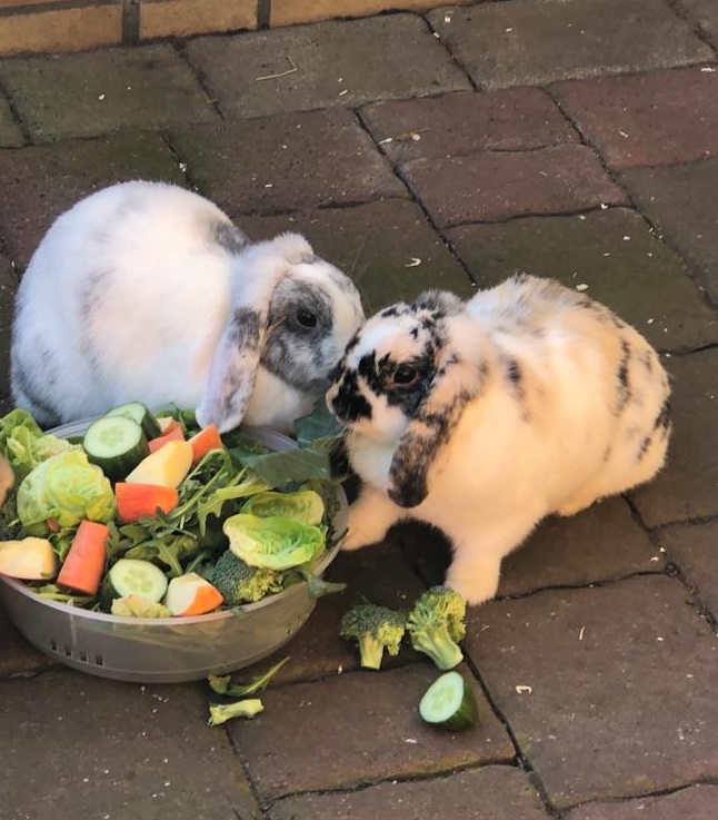Kaninchen Tierschutzverein Nierstein
